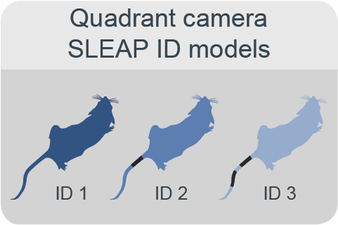 sleap-id-model